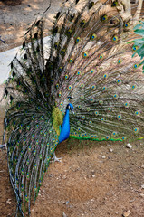 Beautiful spread of peacock