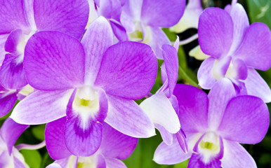 purple orchid
