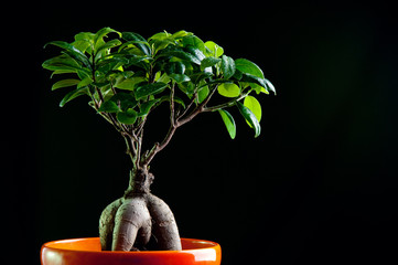 Ficus retusa with decorative roots, black background