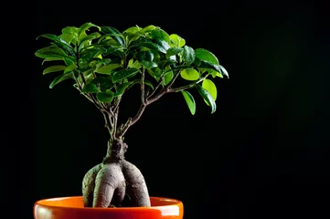 Photo sur Plexiglas Bonsaï Ficus retusa avec racines décoratives, fond noir