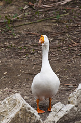 The white goose