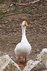 The white goose