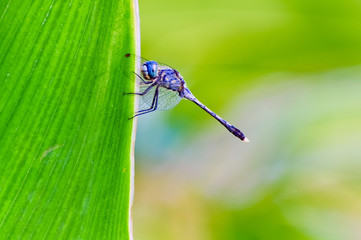a dragonfly on the green plant