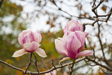 Fototapeta premium The flower