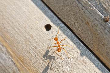 ant