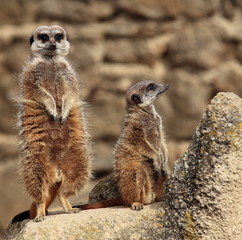 suricates aux aguets