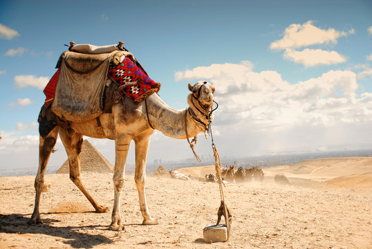 camel in the desert in Giza , Egypt