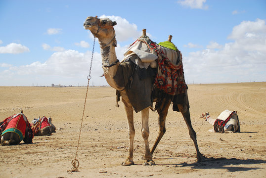 camel in the desert in Giza , Egypt