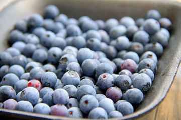Blueberries Close