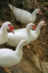 White Ducks