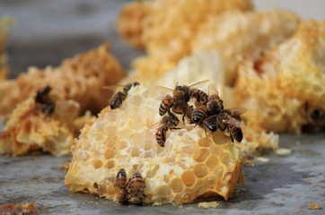 Bees working on honey cells
