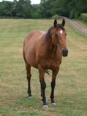 Fototapeta premium Thoroughbred