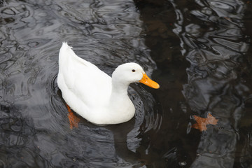 white duck