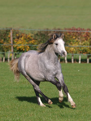 Obraz na płótnie Canvas Welsh Pony Running