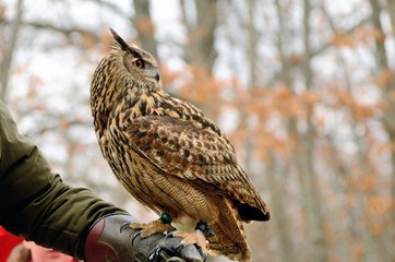 Owl
