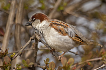 wróbel © Henryk Olszewski