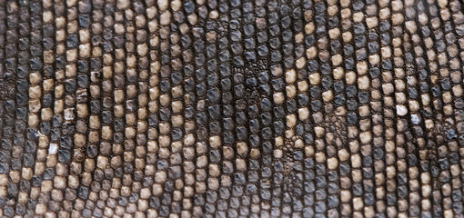 Fototapeta premium Lizard skin
