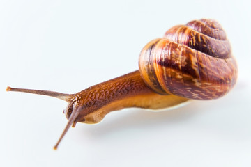 Snail