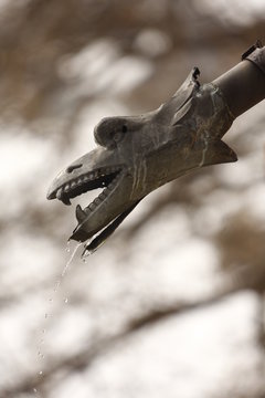Drago d'acqua
