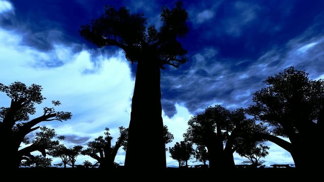 African baobabs at night