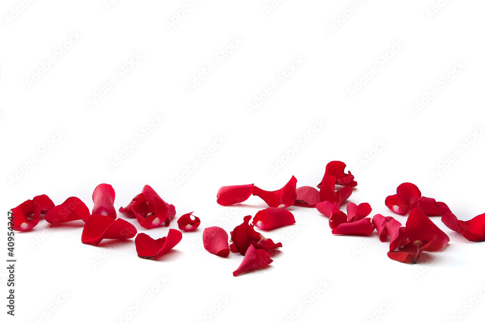 Wall mural close up of rose petals on white background