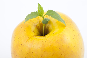 yellow apple