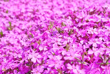 満開のシバザクラ