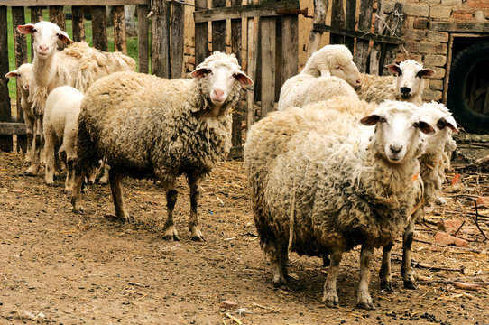Many Sheeps