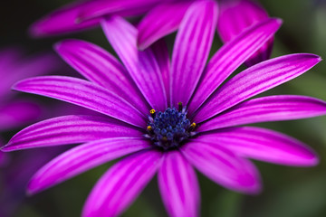 Fototapeta premium Margherita - flower - marco