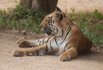 Fototapeta na wymiar spokojny Indie tiger 6265