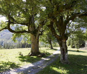 am kleinen ahornboden im karwendelgebirge