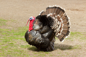A large turkey