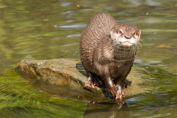 A wet otter