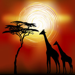 African landscape flora and fauna in sunset time with giraffes.