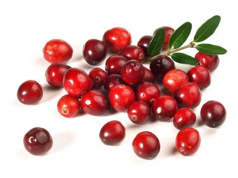 Cranberries - Preiselbeeren Freigestellt