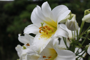 Obraz na płótnie Canvas white lily