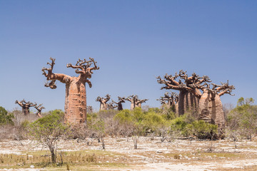 Baobab-Wald und Savanne