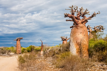 Baobab trees and savanna