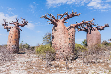 Forêt de baobabs et savane