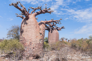 Baobab forest and savanna