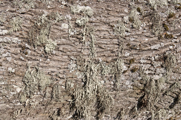 Old wood and moss