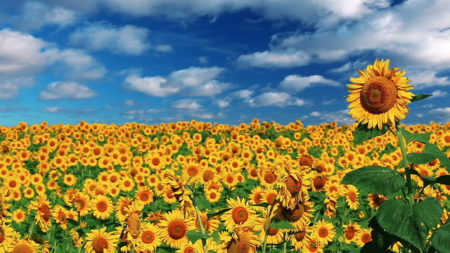flowering sunflowers