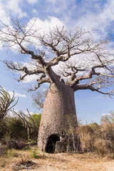 Deurstickers Baobab tree and savanna © Pierre-Yves Babelon