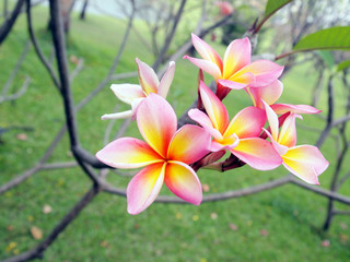 Frangipani flowers