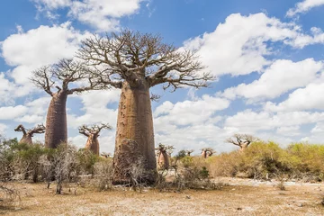 Fotobehang Baobab Baobabbomen en savanne