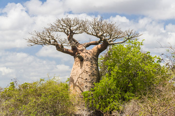 Baobab-Baum und Savanne