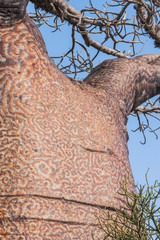 Stamm des Baobab
