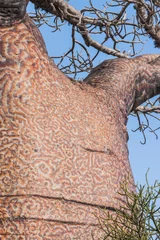 Wall murals Baobab Trunk of the baobab