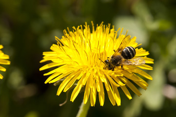 Bee collecting nectar from a dandelion