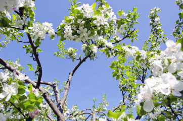 blossom apple tree branch on background blue sky
